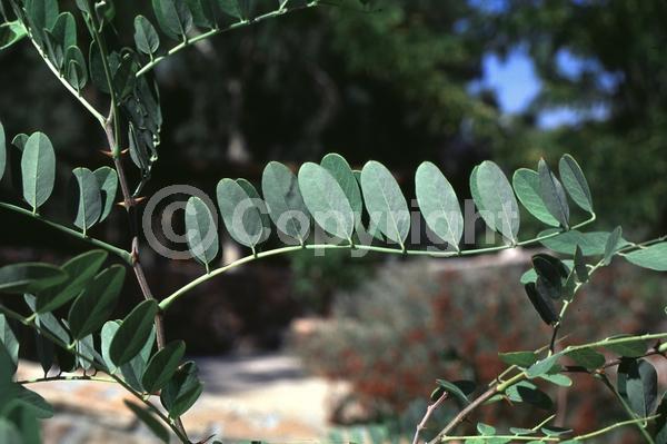 Red blooms; Pink blooms; Deciduous; North American Native