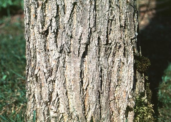 Red blooms; Pink blooms; Deciduous; North American Native