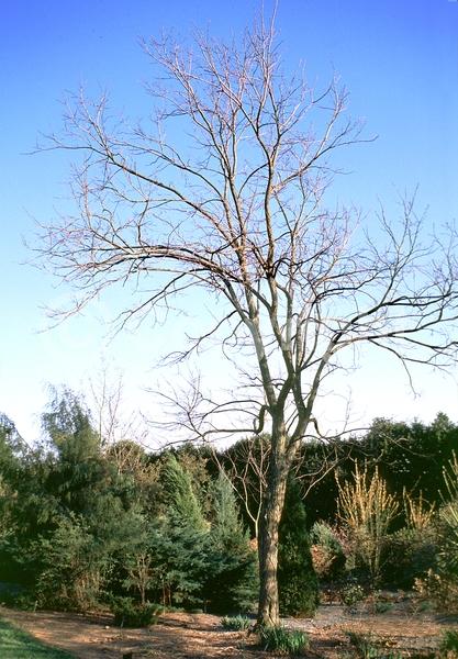 White blooms; Deciduous; Broadleaf