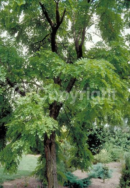 White blooms; Deciduous; Broadleaf