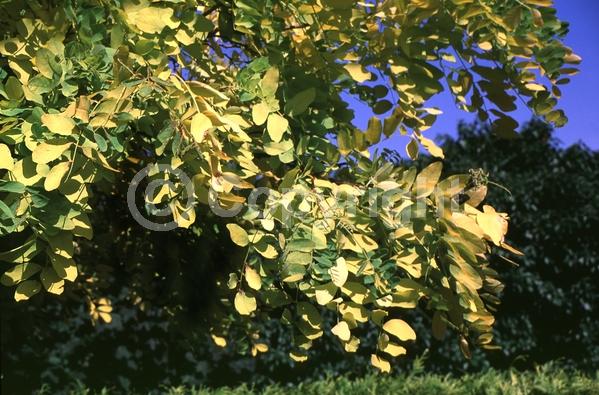 White blooms; Deciduous; Broadleaf