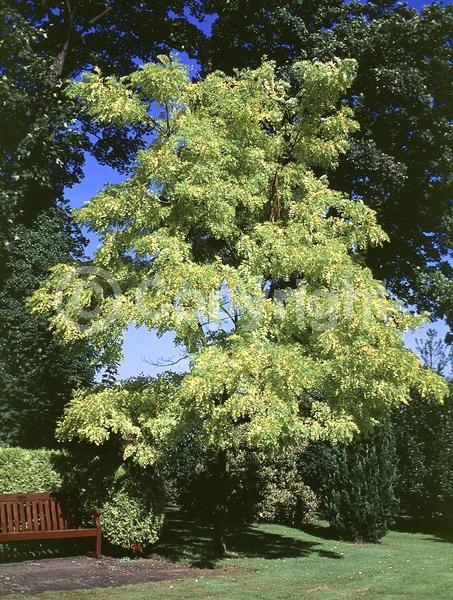 White blooms; Deciduous; Broadleaf