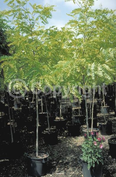 White blooms; Deciduous; Broadleaf