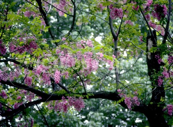 Lavender blooms; Deciduous; Broadleaf