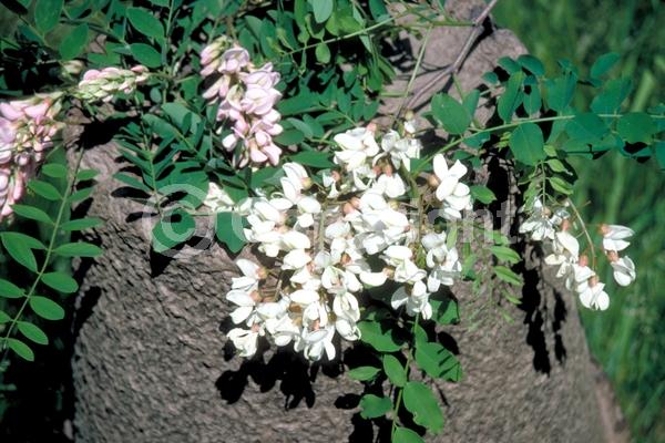 White blooms; Deciduous; Broadleaf; North American Native