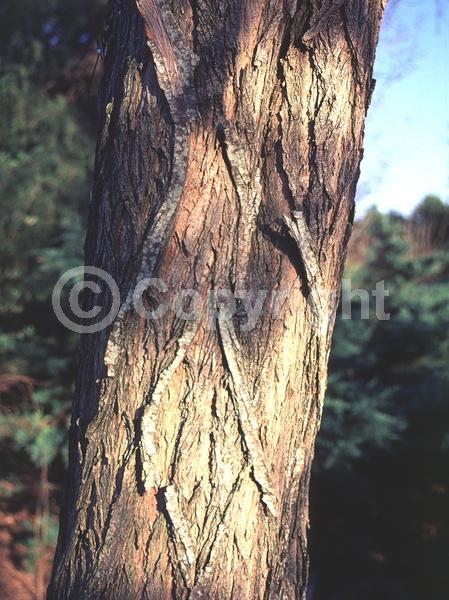 White blooms; Deciduous; Broadleaf; North American Native