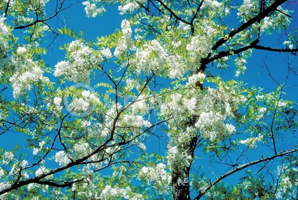 White blooms; Deciduous; Broadleaf; North American Native
