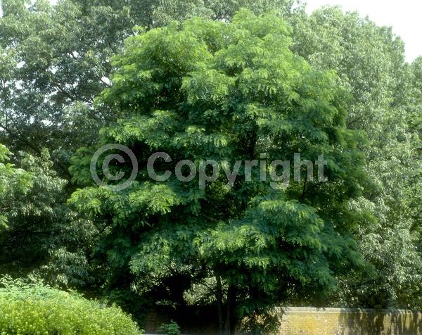 White blooms; Deciduous; Broadleaf; North American Native