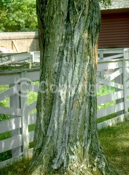 White blooms; Deciduous; Broadleaf; North American Native