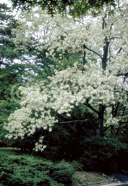 White blooms; Deciduous; Broadleaf; North American Native