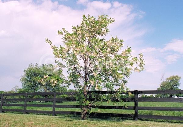 White blooms; Deciduous; Broadleaf; North American Native