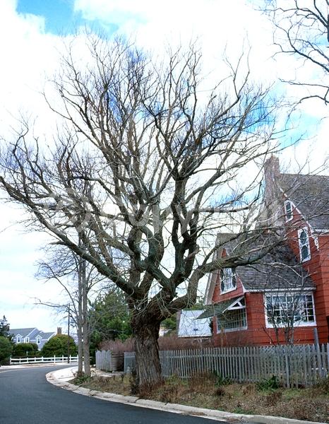 White blooms; Deciduous; Broadleaf; North American Native