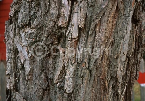 White blooms; Deciduous; Broadleaf; North American Native