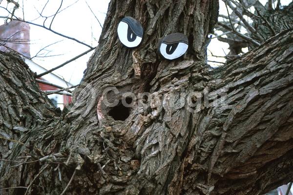 White blooms; Deciduous; Broadleaf; North American Native