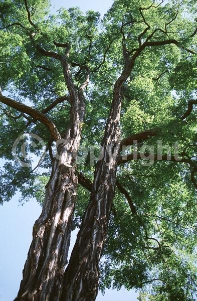 White blooms; Deciduous; Broadleaf; North American Native