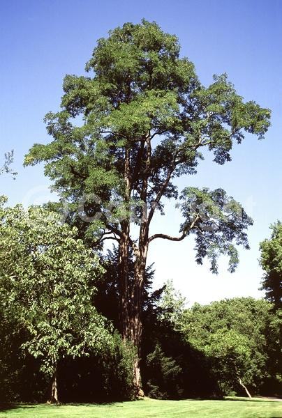 White blooms; Deciduous; Broadleaf; North American Native