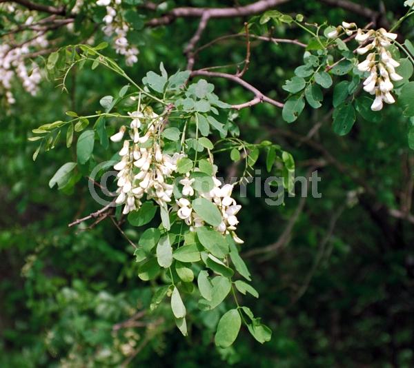 White blooms; Deciduous; Broadleaf; North American Native