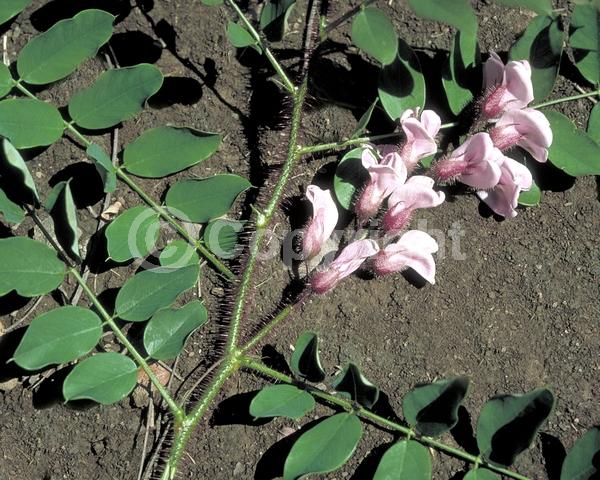 White blooms; Deciduous; Broadleaf; North American Native