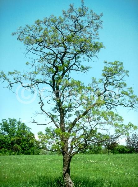 White blooms; Deciduous; Broadleaf