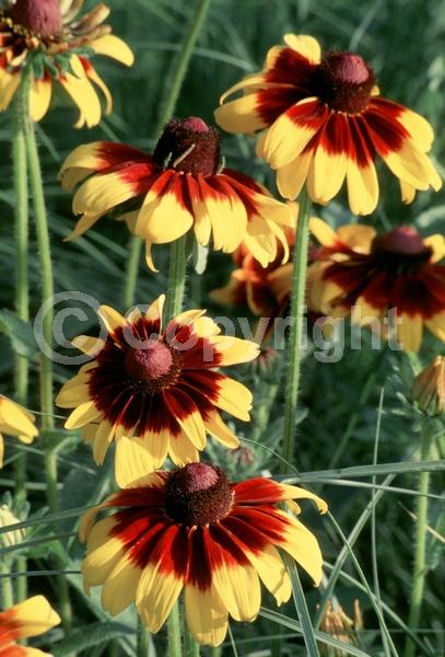 Red blooms; Orange blooms; Yellow blooms; North American Native