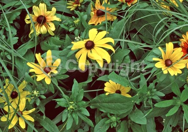 Yellow blooms; North American Native