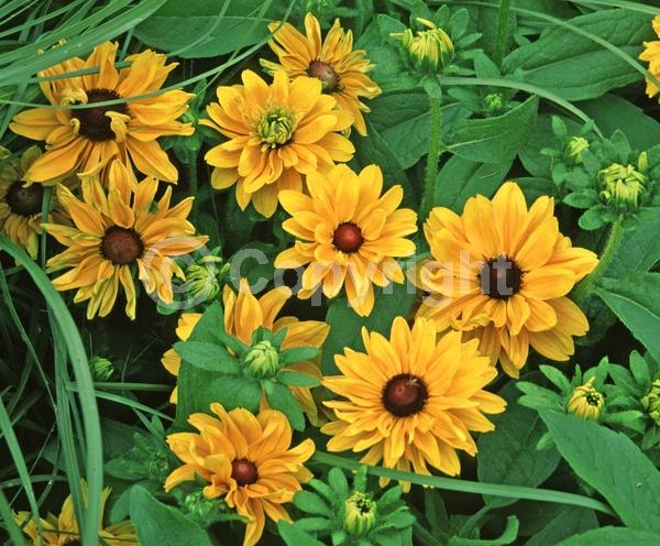 Yellow blooms; North American Native