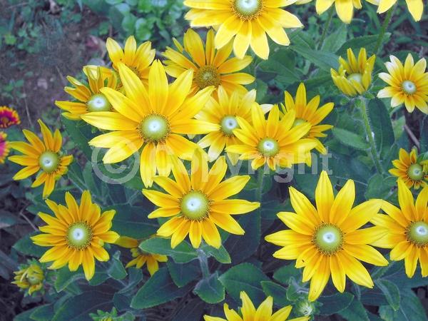Yellow blooms; Deciduous; Broadleaf