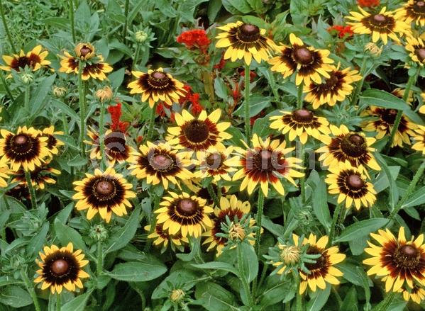 Red blooms; Yellow blooms; North American Native