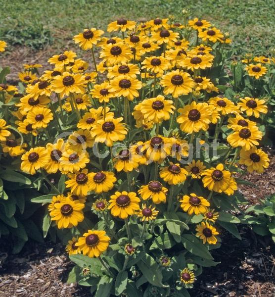 Yellow blooms; North American Native