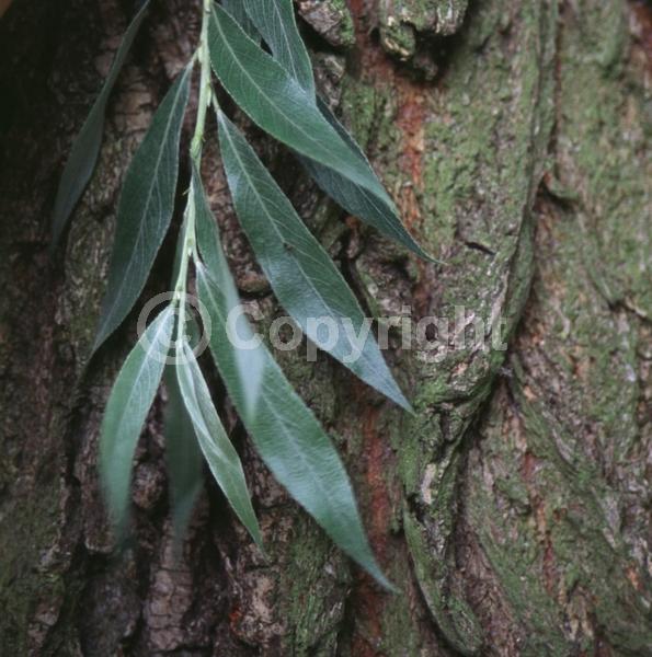 White blooms; Deciduous