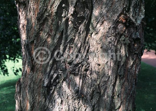White blooms; Deciduous