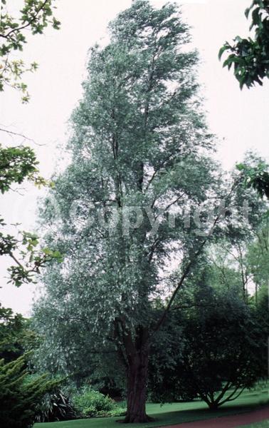 White blooms; Deciduous