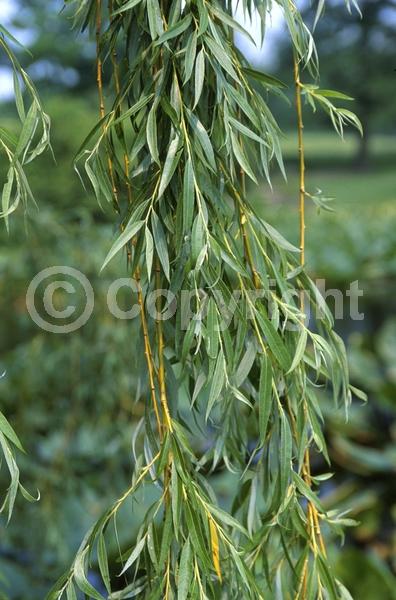 Yellow blooms; Deciduous
