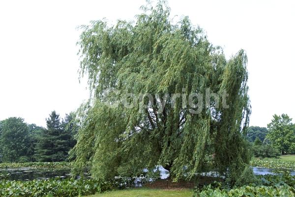 Yellow blooms; Deciduous