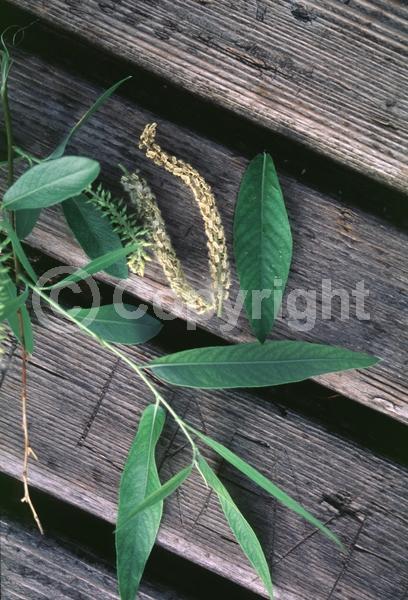 Yellow blooms; Deciduous; Broadleaf; North American Native