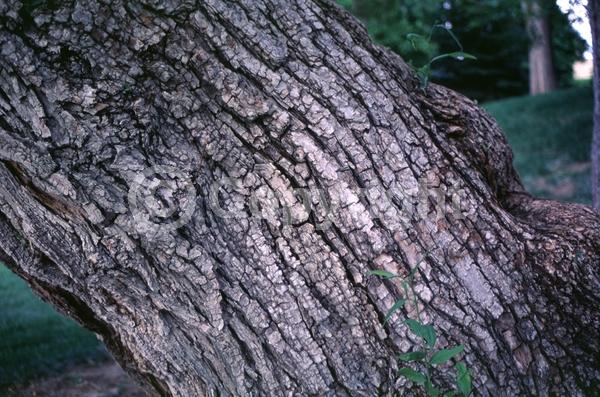 Yellow blooms; Deciduous; Broadleaf; North American Native