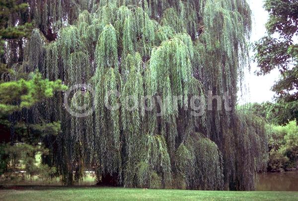 Yellow blooms; Deciduous; Broadleaf