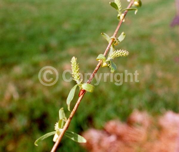 Yellow blooms; Deciduous; Broadleaf