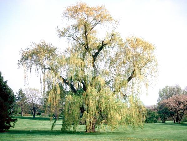 Yellow blooms; Deciduous; Broadleaf