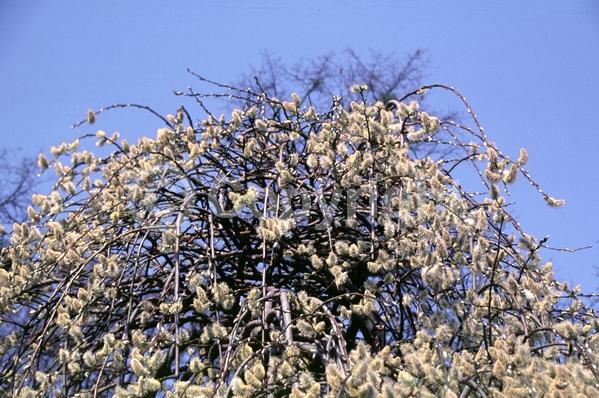 Yellow blooms; Deciduous; Broadleaf