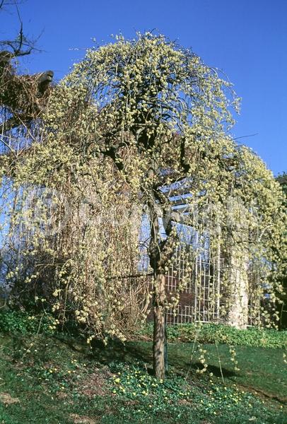 Yellow blooms; Deciduous; Broadleaf