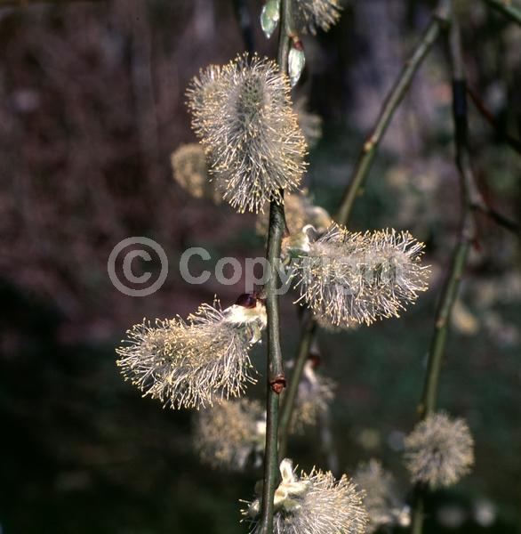Yellow blooms; Deciduous; Broadleaf