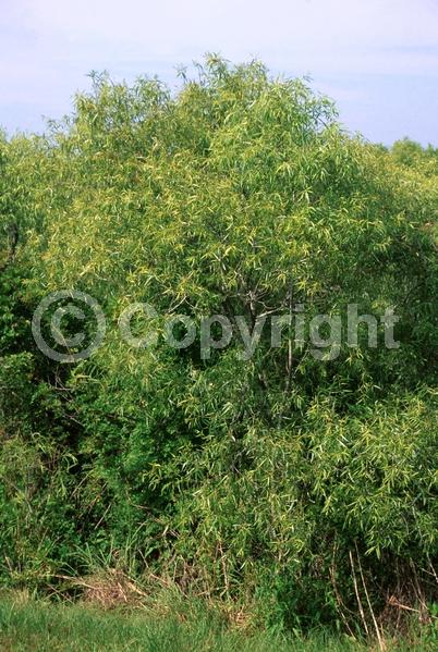 Semi-evergreen; North American Native