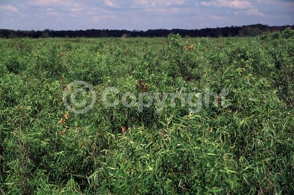Semi-evergreen; North American Native