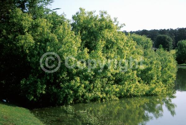 Semi-evergreen; North American Native