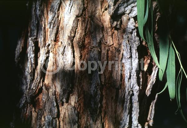 Yellow blooms; Deciduous; North American Native