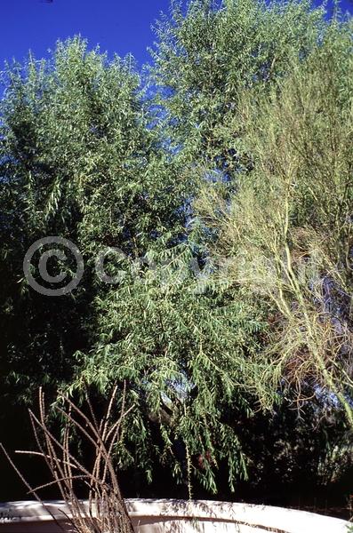 Yellow blooms; Deciduous; North American Native