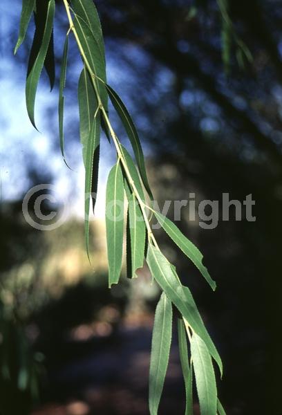 Yellow blooms; Deciduous; North American Native