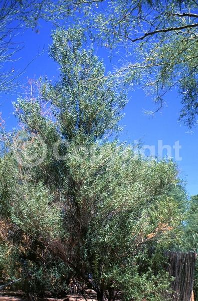 Yellow blooms; Deciduous; North American Native