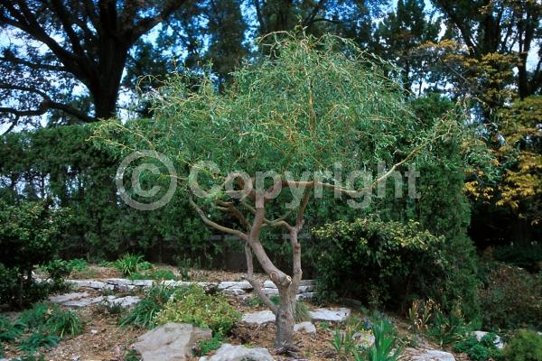 Unknown blooms; Deciduous; Broadleaf